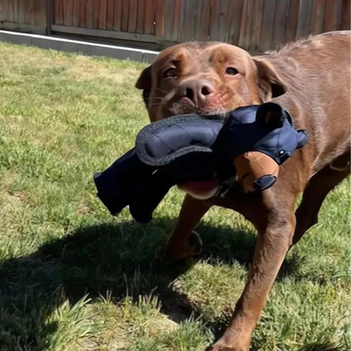 Hign-concerned Squeaky Plush Bear Dog Toy Chew Toy Durable